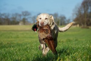 あなたの愛犬が猟犬なのかどうか見極めよう