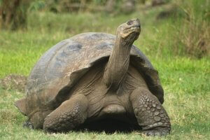 動物界の長寿:一番長生きする動物は?