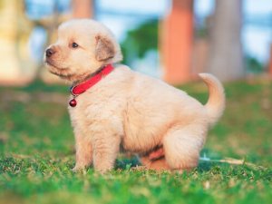 犬の感染症:犬ジステンパーについて知りましょう