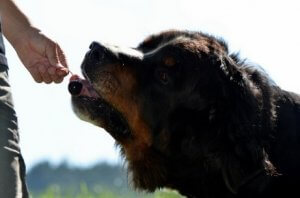自然食品を愛犬の食生活に取り入れよう