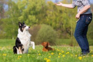愛犬に従順さを身に付けるための基本的なエクササイズ