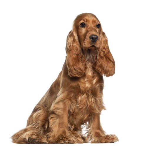 耳の垂れた犬