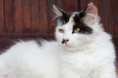 妊娠している猫 避妊薬