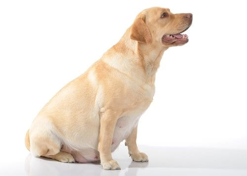 妊娠中の母犬 愛犬 最適な食事