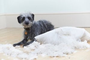 犬が起こす6つの問題行動とは?