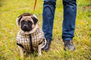 過保護に育てられてきたワンちゃんは攻撃的になる?