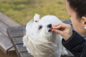 犬にご褒美をあげよう!そのコツとお役立ち情報