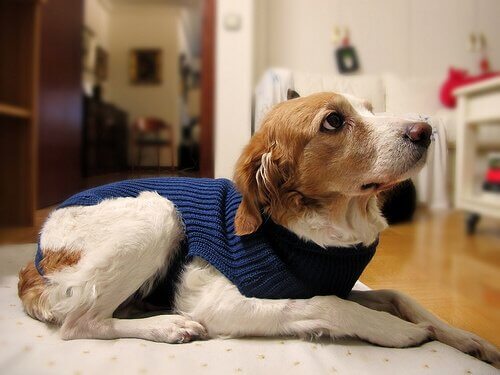 怖がる犬