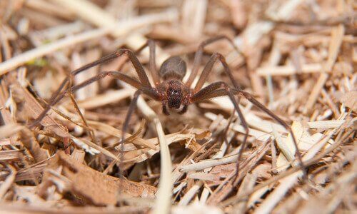 クモの生態 クモ 家の中に入る 防ぐ