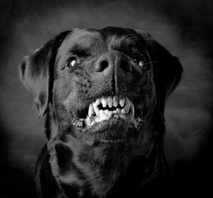 凶暴な犬:本能それとも訓練?