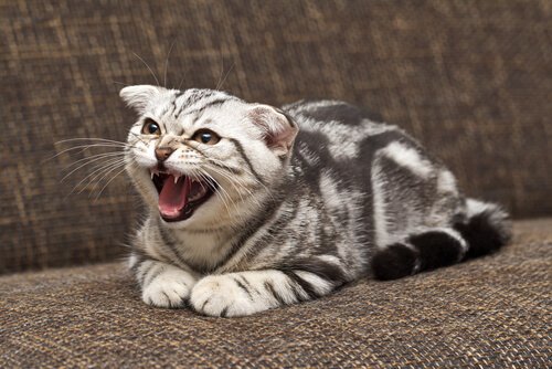 怒る猫