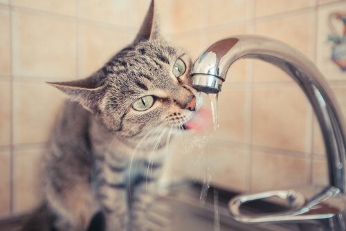 水を飲む猫
