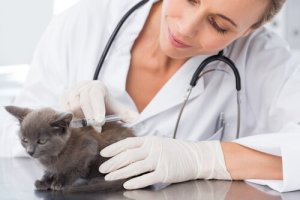 知っておきたい!猫がよくかかる7つの病気