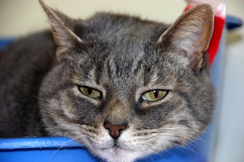 具合が悪い猫 猫がよくかかる 病気