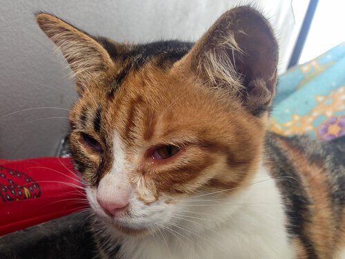 猫の目の感染