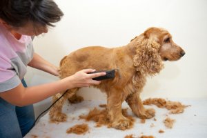 愛犬のトリミング:ペットサロン?それとも自宅で?