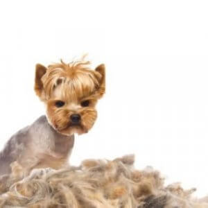 犬の抜け毛について:原因と対策