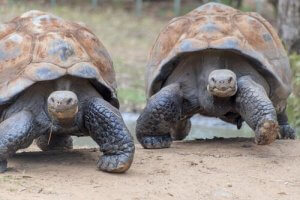 ガラパゴス諸島の野生動物を見てみよう!