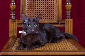 ハバナ・ブラウンについて:葉巻と珈琲の色をした猫