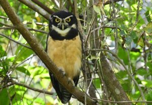 まるでメガネ!特徴的な見た目の動物たち