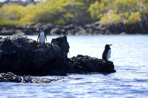 ペンギン ガラパゴス諸島 野生動物