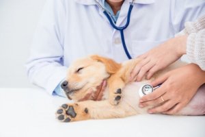 ペットの健康診断していますか?