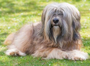 チベタン・テリアってどんな犬?