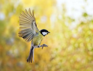 野鳥を魅了する庭づくりの方法