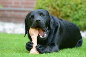 ワンちゃんにあげるのに最適な骨ってなに?