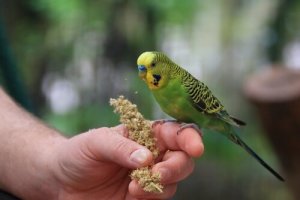 インコにとって住みやすい家庭環境って?