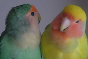 鳥をペットに:ペアで飼うのがおすすめ!