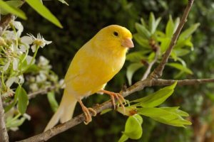 カナリアのブリーディング方法を知ろう