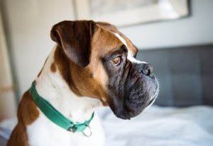 犬がうつ病になった時の症状を見極められるように