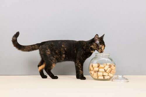 クッキーを食べる猫 猫 大好き 食べ物