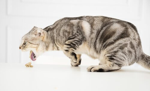 猫が中毒になったときの応急処置