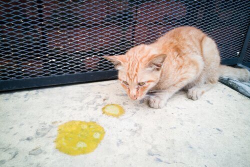 吐いた猫 猫 中毒 対処法
