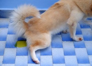何が原因?犬の尿失禁について