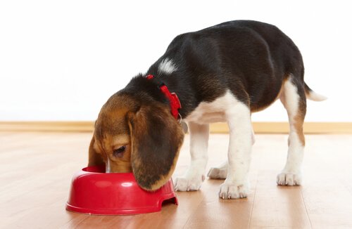 愛犬に合うエサを選ぼう 犬 ドッグフード 食べない