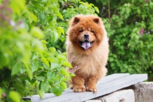 青い舌を持つ犬種:シャー・ペイとチャウチャウ