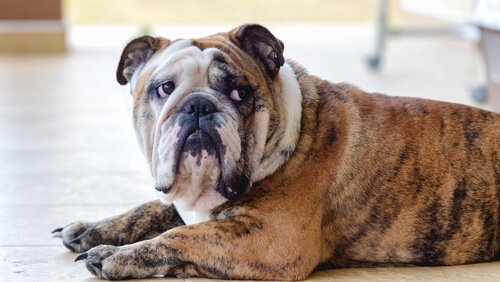 精神科医 に診てもらう前の 犬