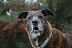 犬の認知障害について