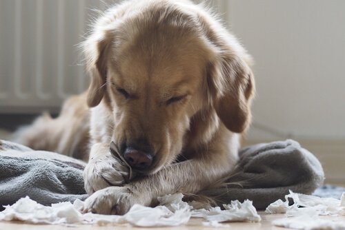 精神科医に行った犬