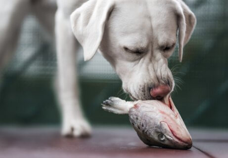 犬と魚 犬 オススメの肉