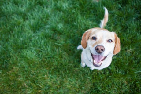 こちらを見上げる犬 ペット 庭に入れた時 リスク