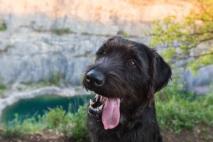 ウソかマコトか:雑種のワンちゃんのほうが健康的?