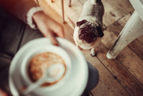 犬にスープを飲ませてもいいの?犬とスープ