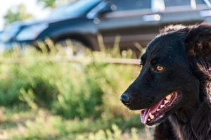 春休みに愛犬とお出かけするのにピッタリな5つの場所