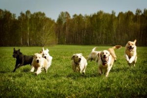 犬を呼ぶしつけ:呼んだら来るように教えよう