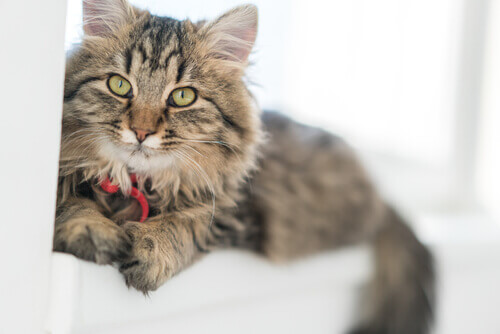 ドイツの長毛猫 長毛種の猫 名前