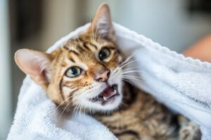 お風呂に入らずに猫をきれいにする方法